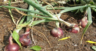 Jak správně pěstovat krymskou cibuli?